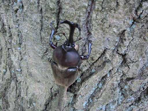 角が立派なカブトムシ