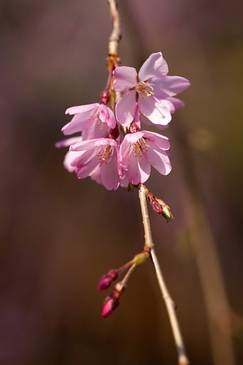 枝垂れ桜