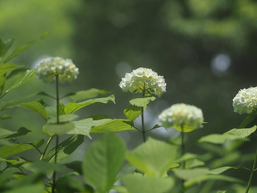 「あじさい祭り」にて