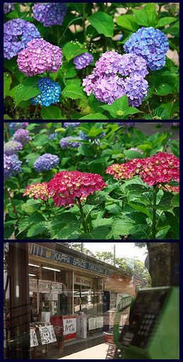 高塔山展望公園の近況