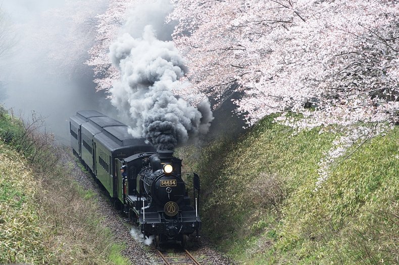 桜　と　SL人吉号