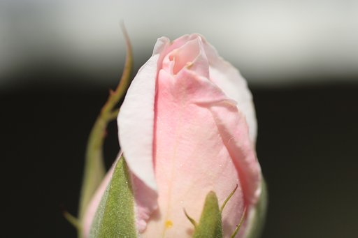 ばらの花