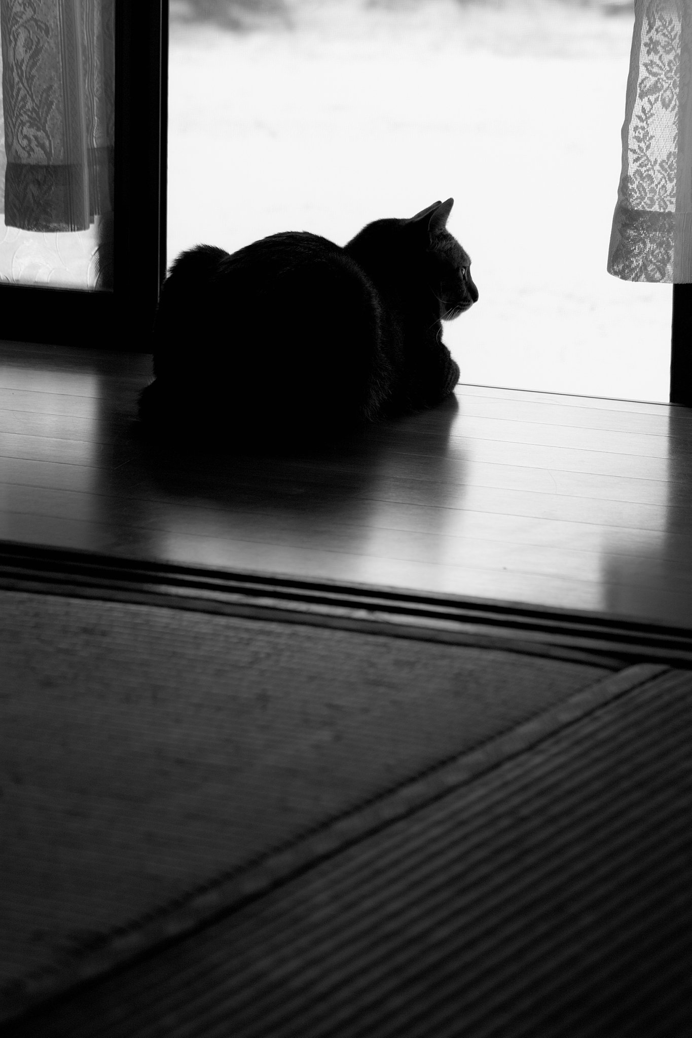 ねこ