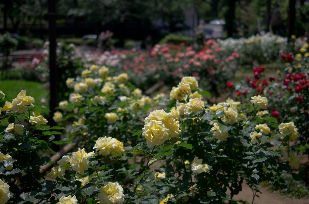 薔薇の季節２