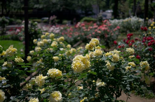 薔薇の季節２