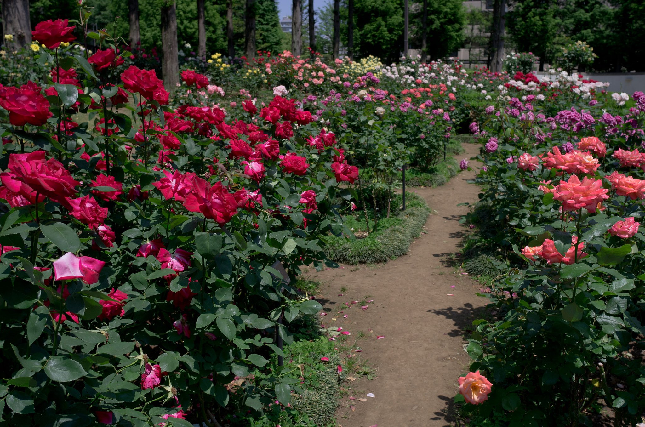 薔薇の薫りの中を