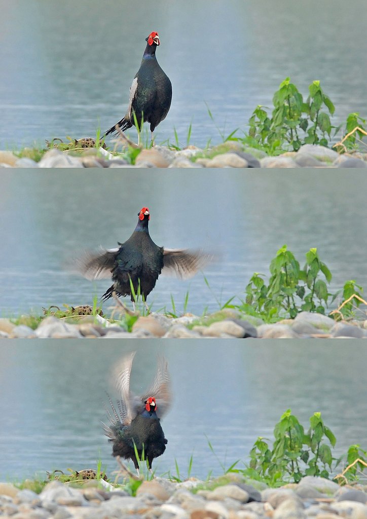 キジ鳴く