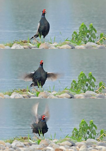 キジ鳴く