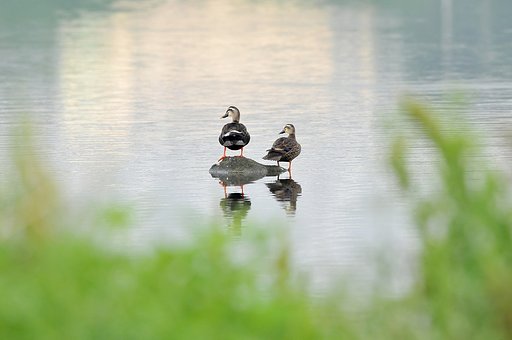 二人の世界３〜カルガモ