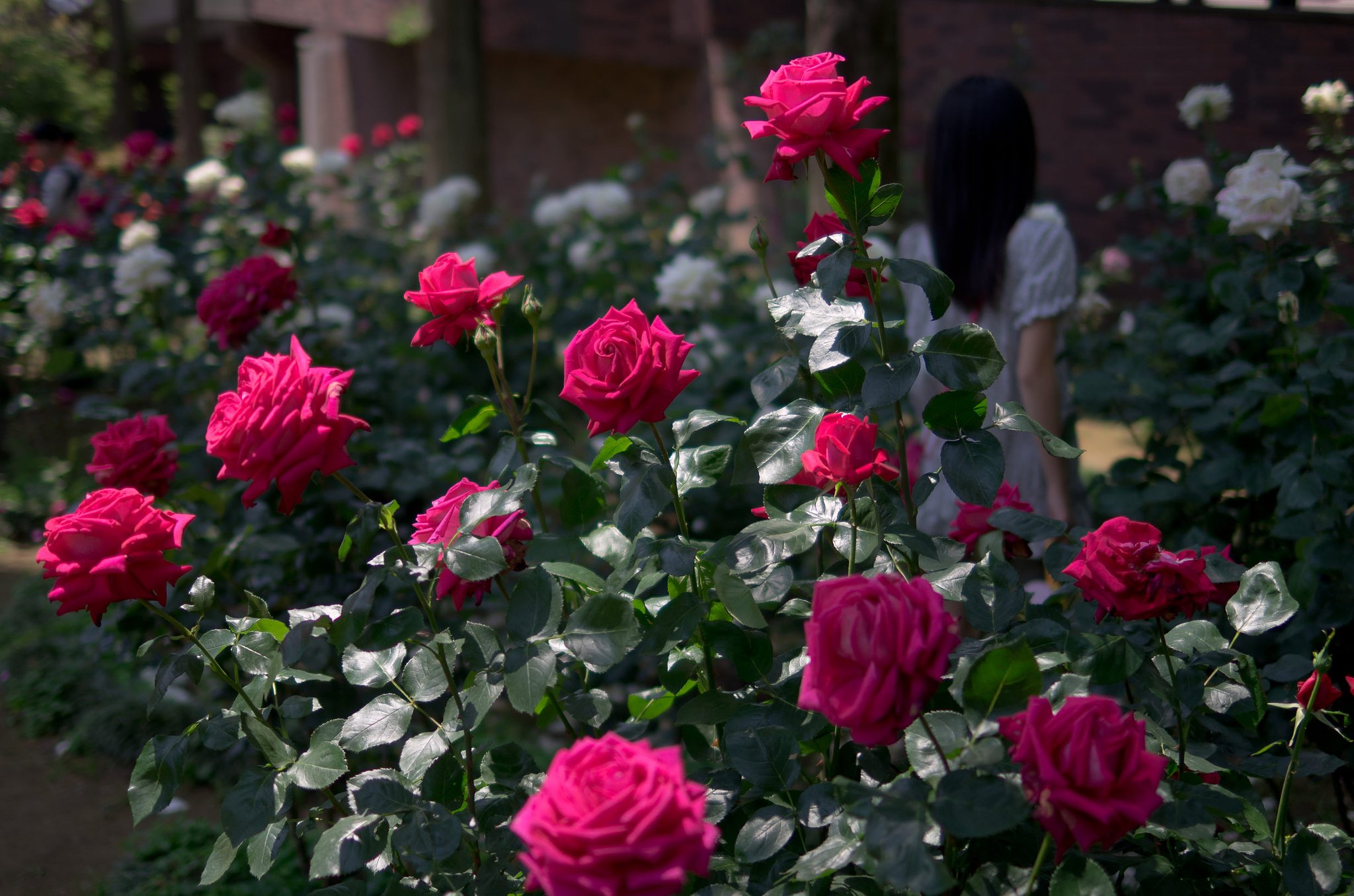薔薇の中の少女達