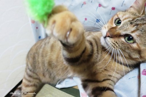 猫ぱーんち！