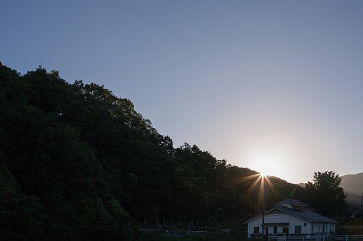アジサイに潅水してたら朝日の出が・・。