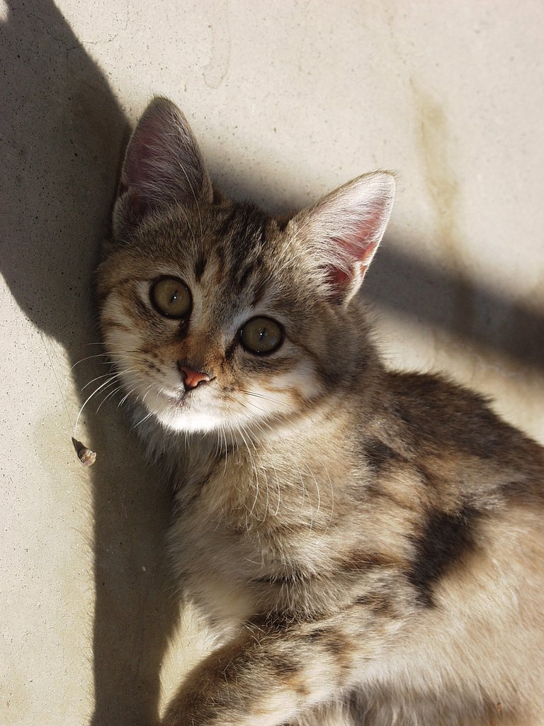 猫スナップ①