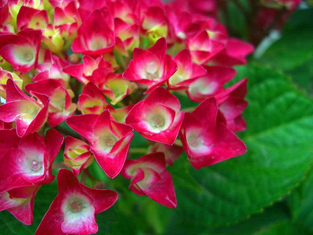 紫陽花