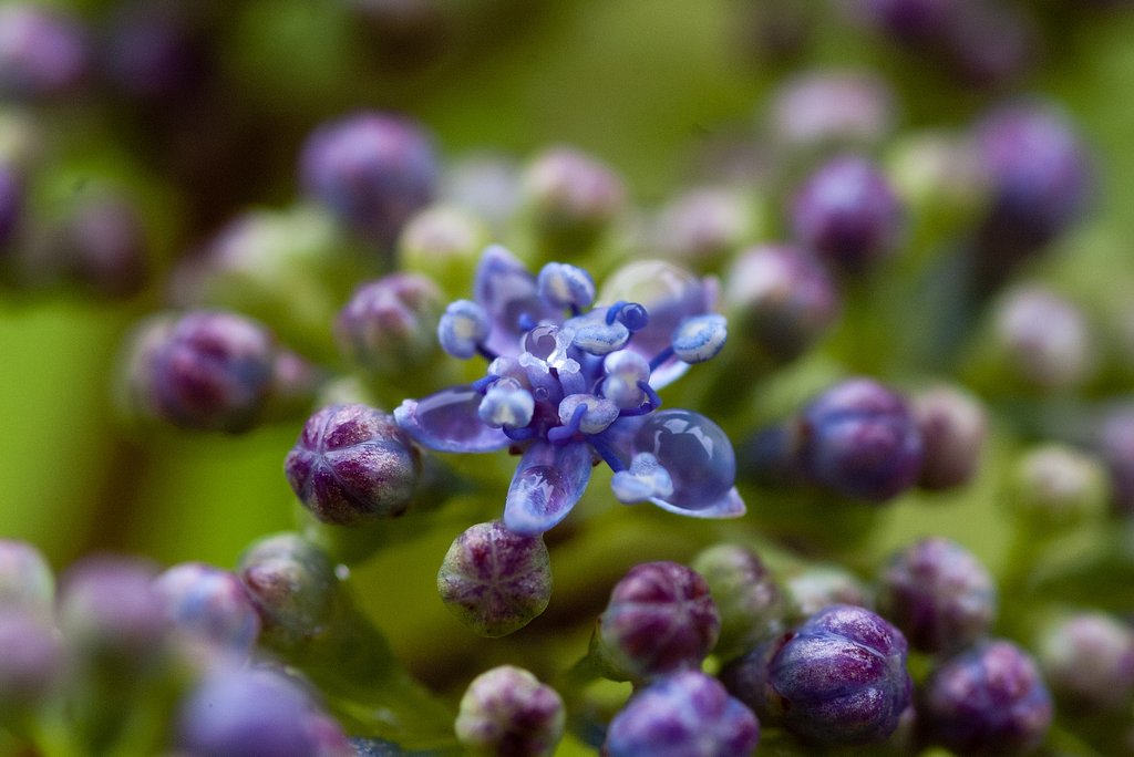 甘茶の両性花。