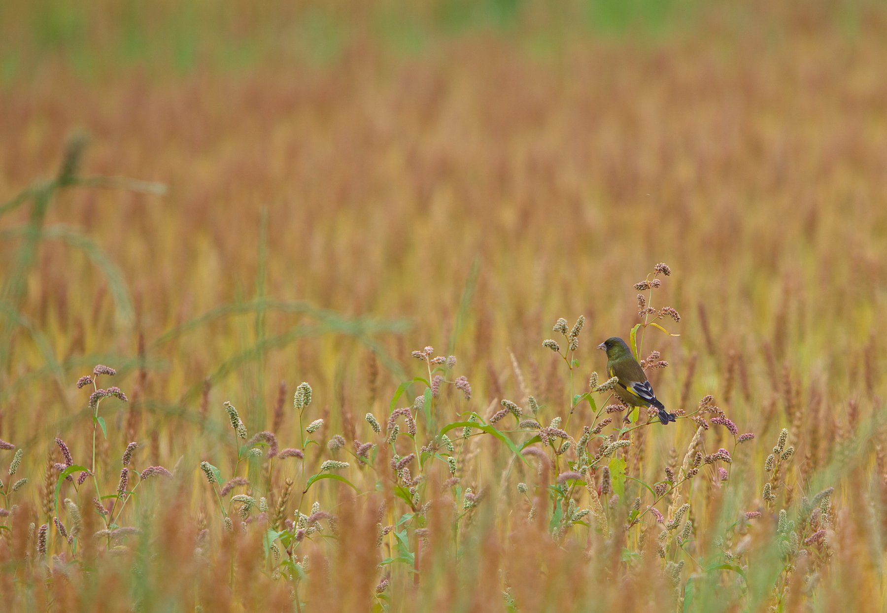 イヌダテの実を食べるカワラヒワ