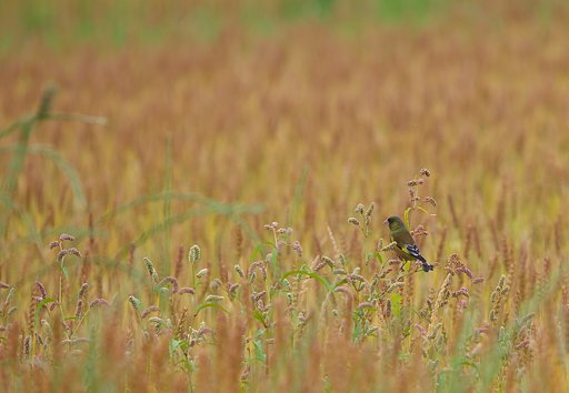 イヌダテの実を食べるカワラヒワ
