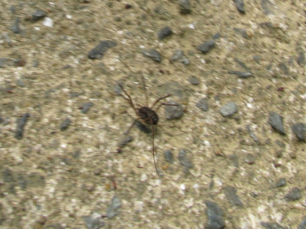 虫の名前は