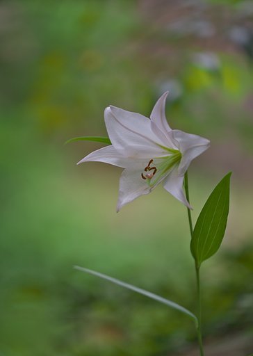 ささゆり
