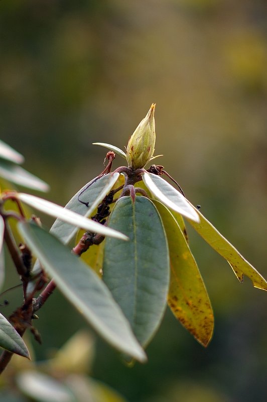 Super-Takumar135/2.5開放　公園の植木