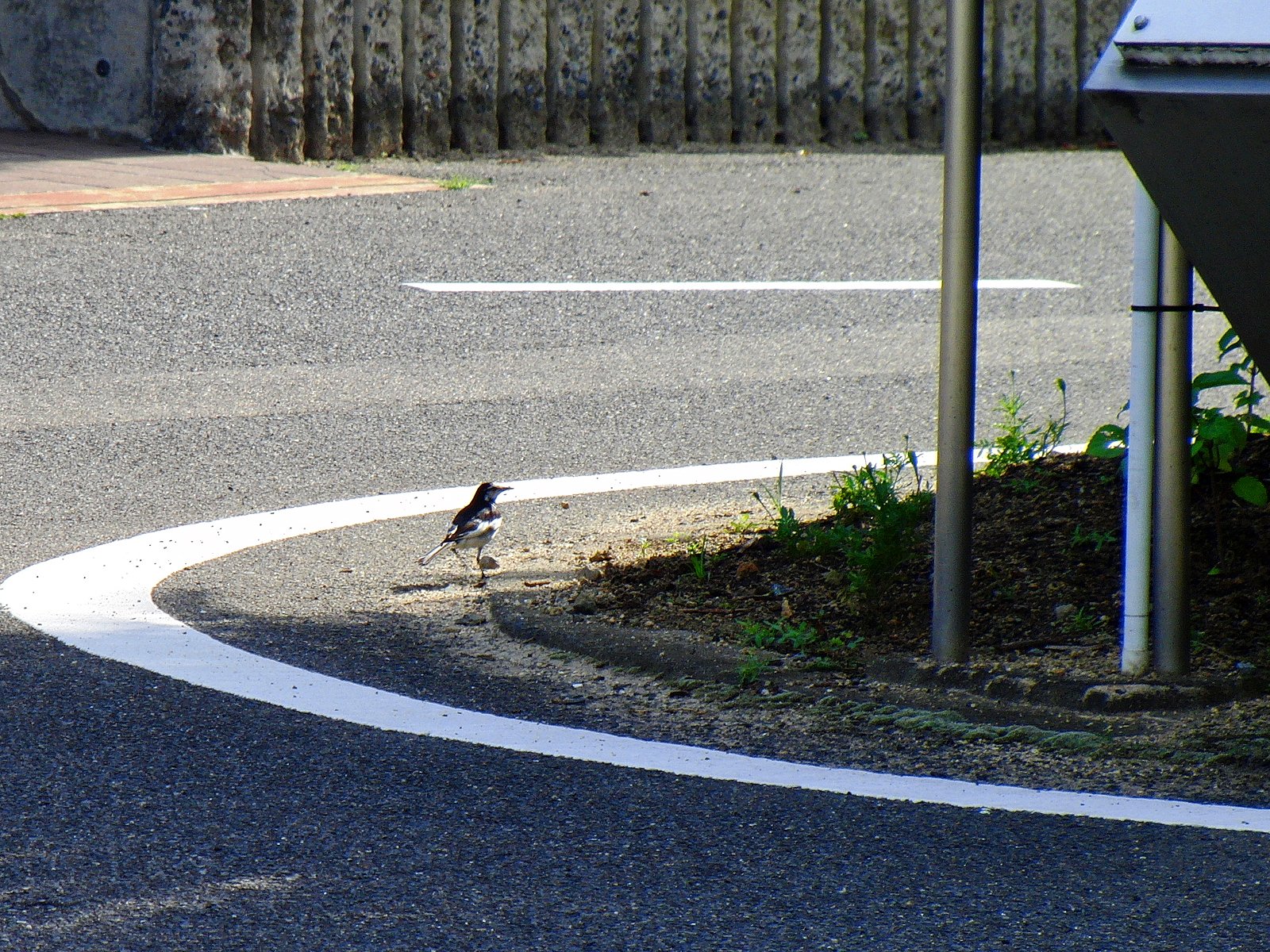 翡翠鳥は居ません