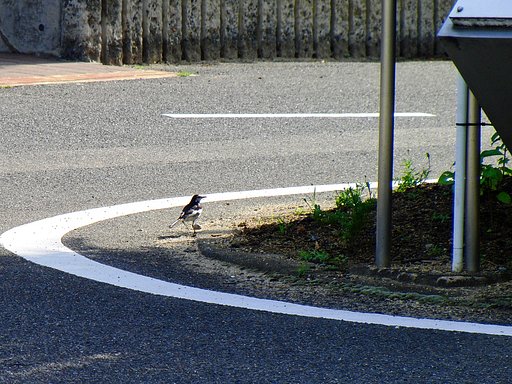 翡翠鳥は居ません