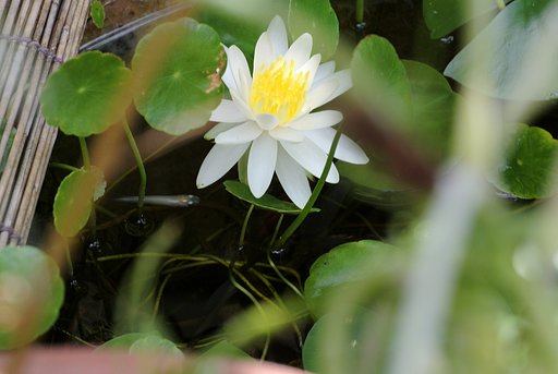 睡蓮
