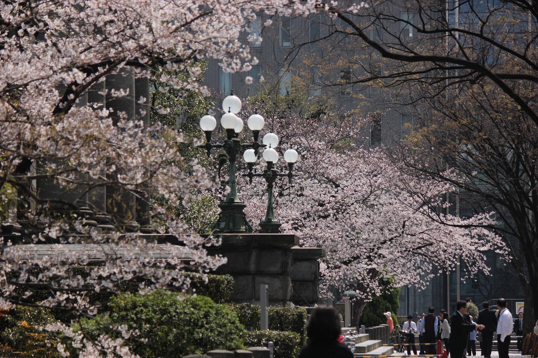 中之島図書館前（大阪）桜咲く
