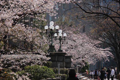 中之島図書館前（大阪）桜咲く