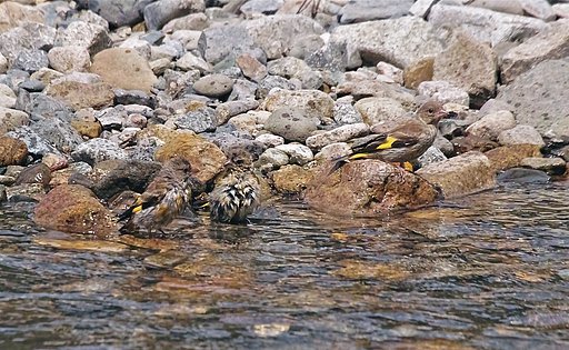 カワラヒワ
