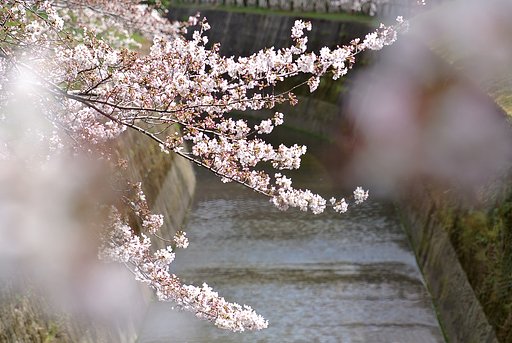 桜咲く