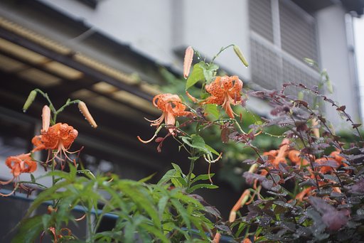 OLYMPUS 35 S LENS 42mmF2