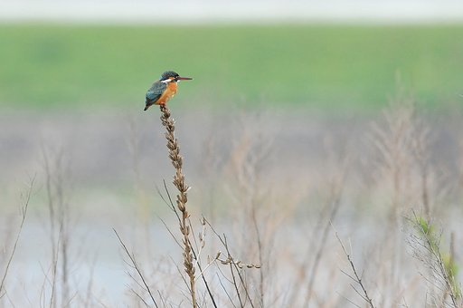 【淡彩】春のカワセミ
