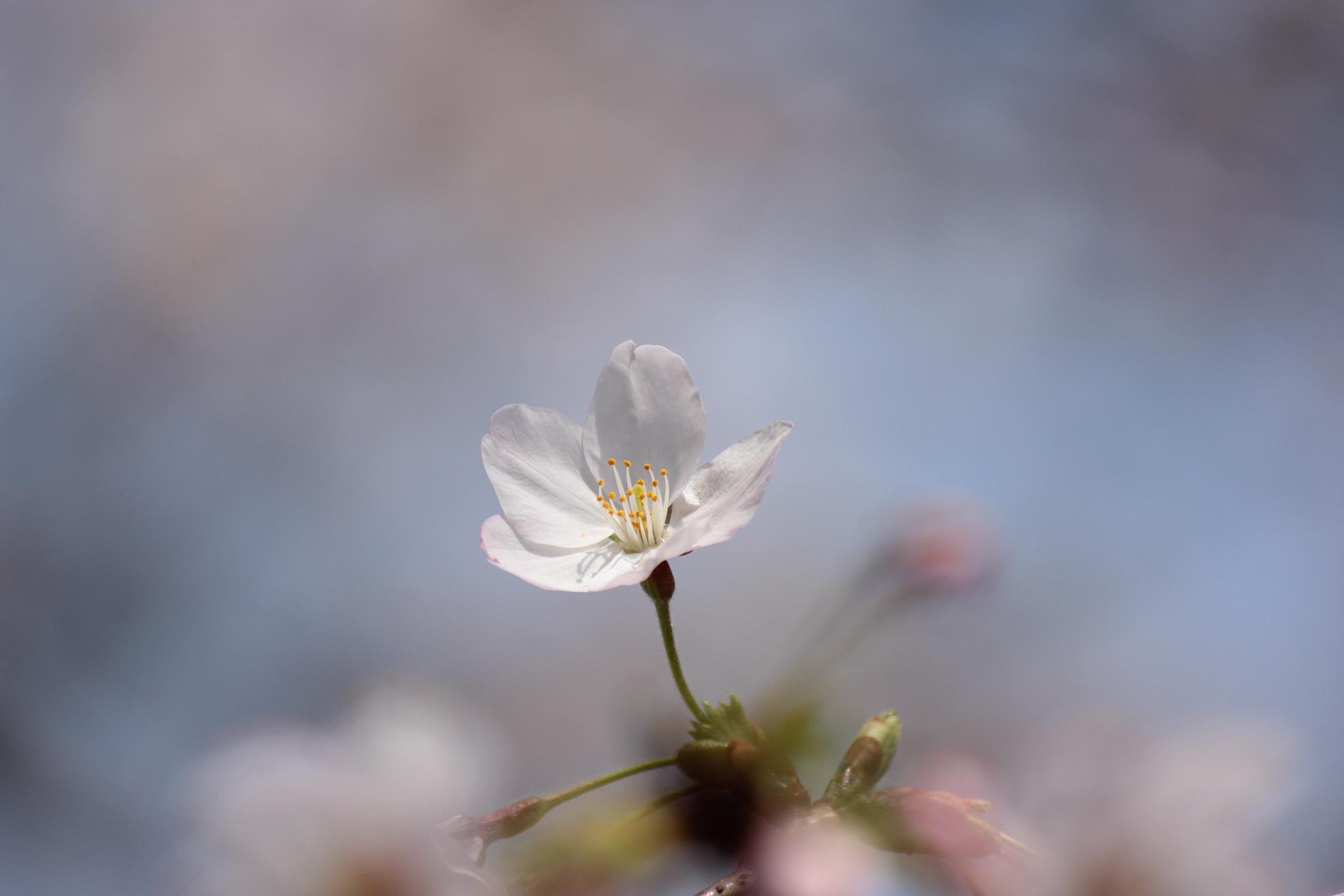 中之島図書館（大阪）の桜ひとつ