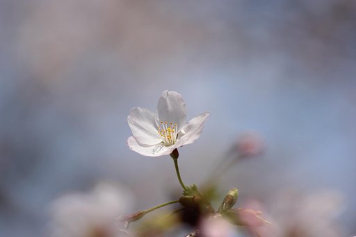 中之島図書館（大阪）の桜ひとつ