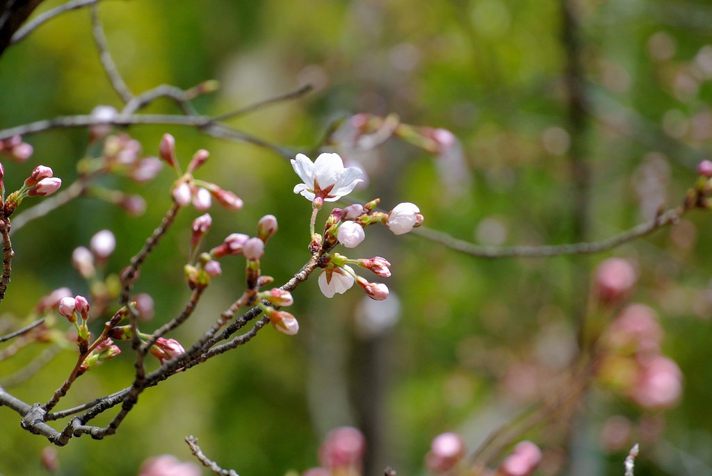 （淡彩）桜