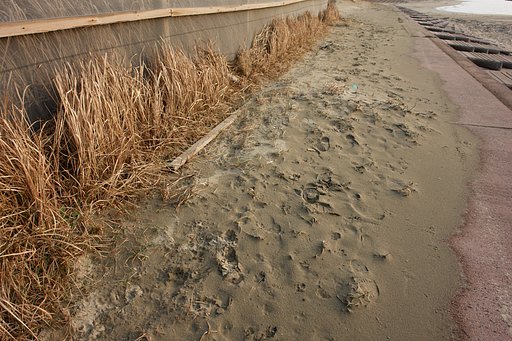 海辺