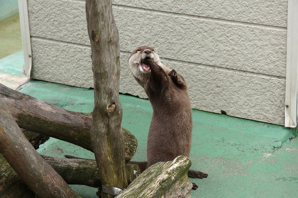 動物園のエンターテイメント