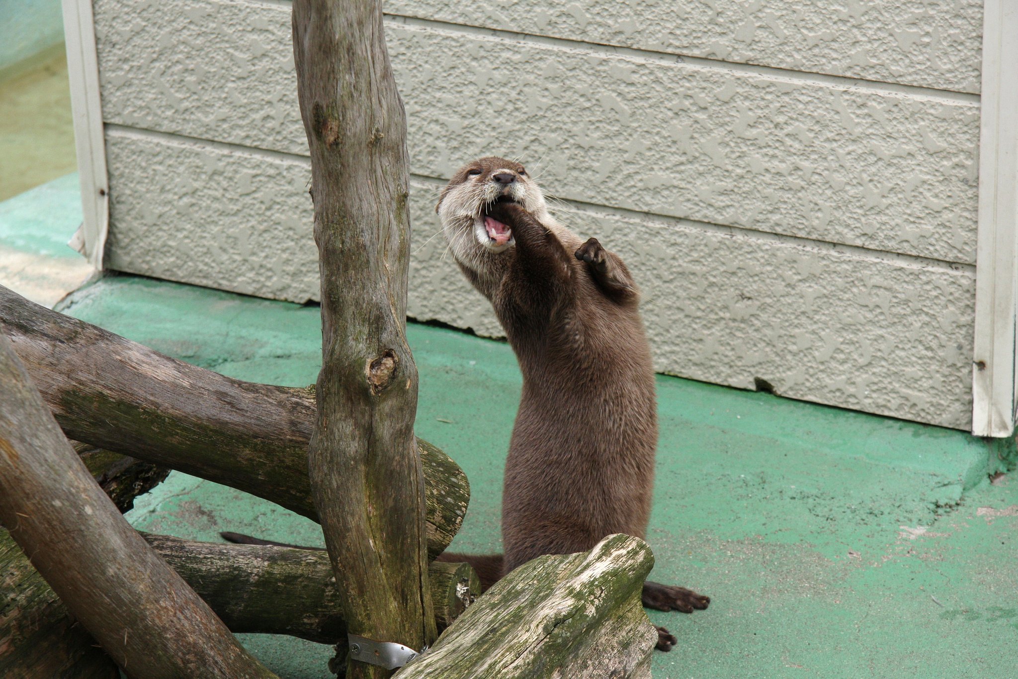 動物園のエンターテイメント
