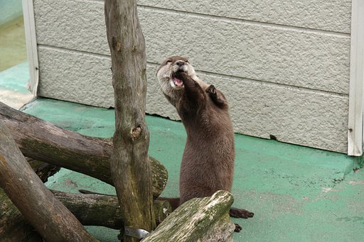 動物園のエンターテイメント