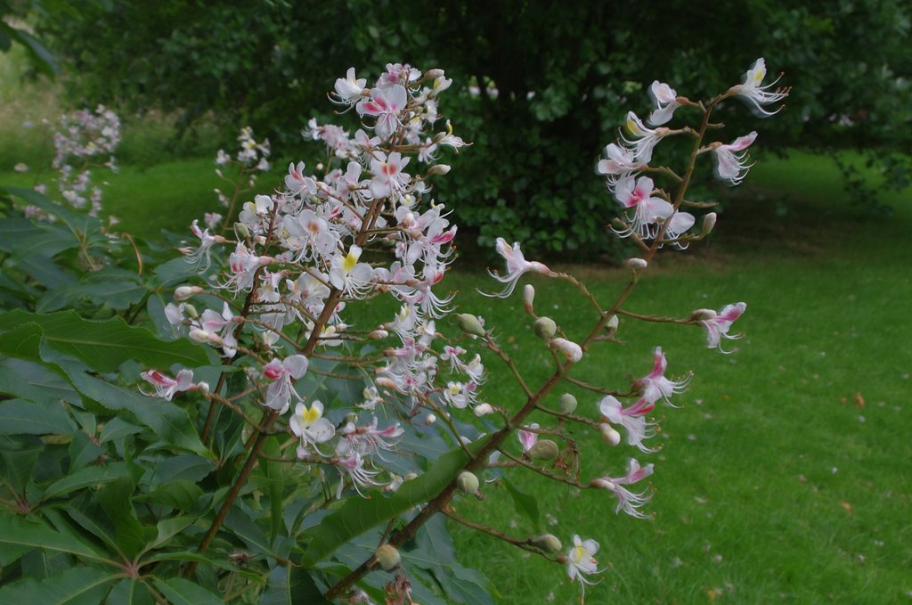 英国王立植物園にて（その２）
