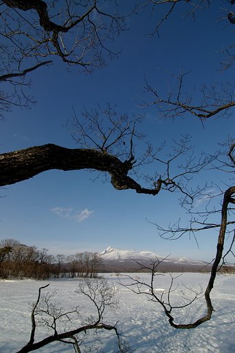 集まる幹と枝の中心に