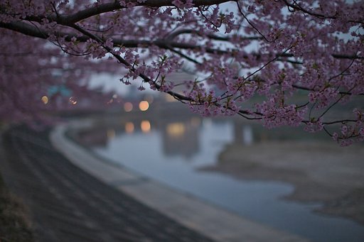 満開の河津桜