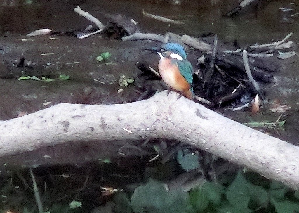ある朝のカワセミ君