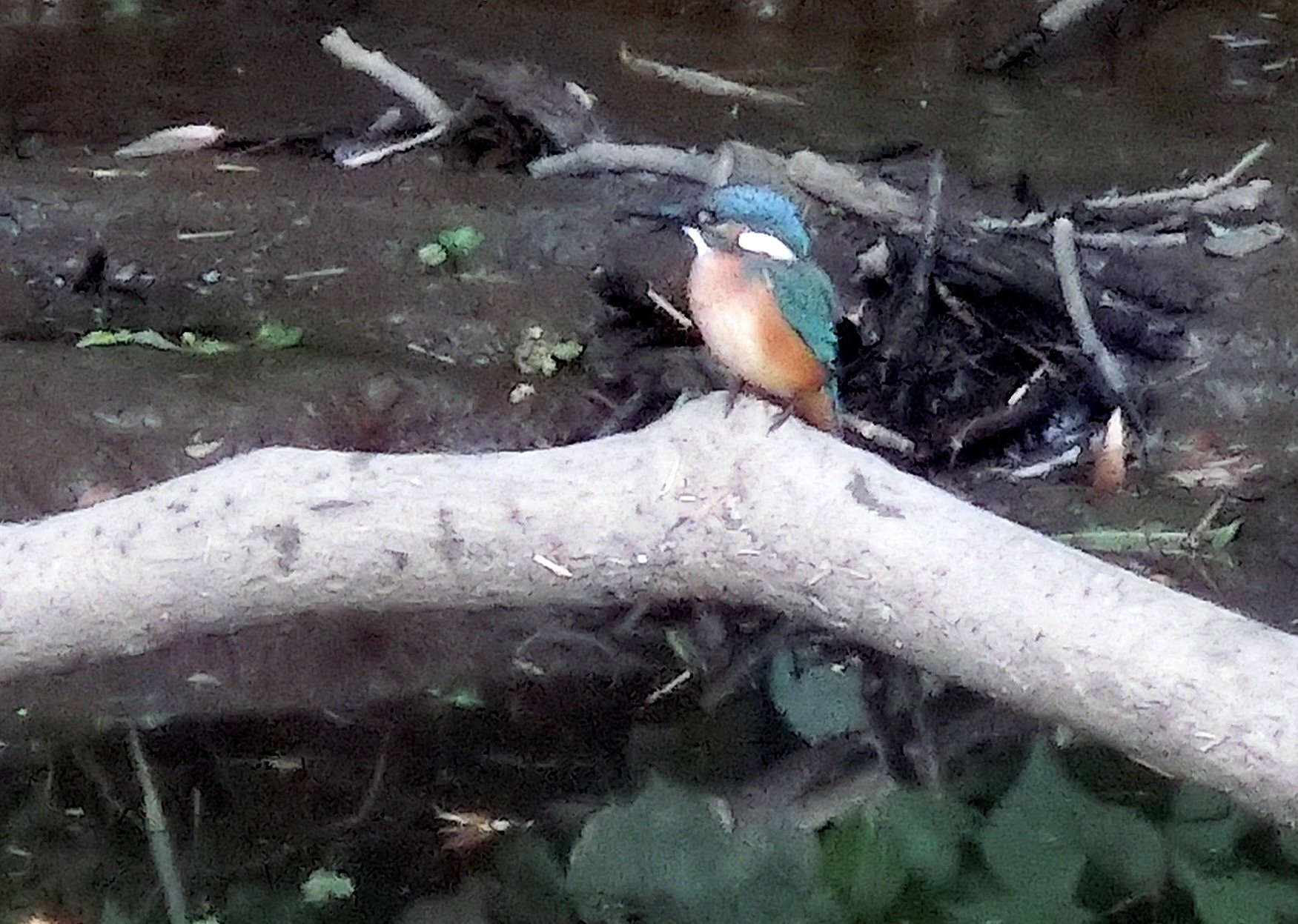 ある朝のカワセミ君