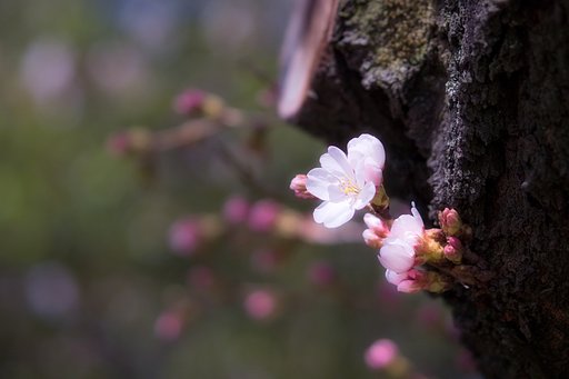 魁桜