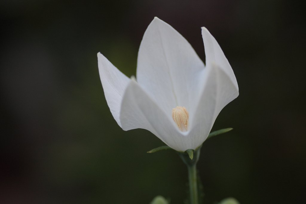 桔梗（白花）