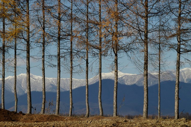 カラマツのうしろ冠雪の山並み