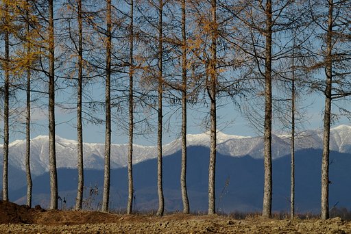 カラマツのうしろ冠雪の山並み