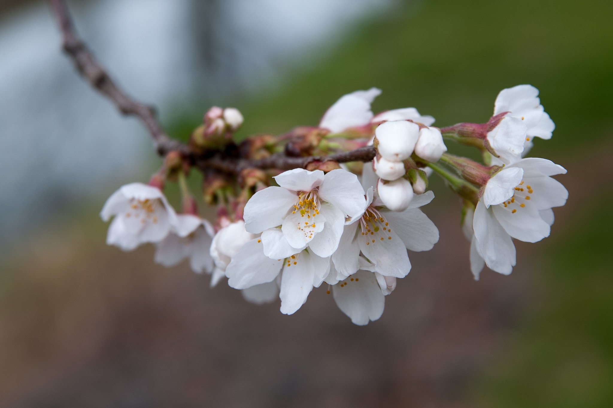 川越の伊佐沼公園の桜